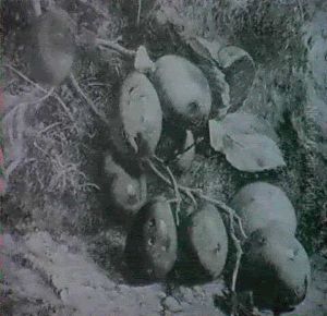 Still Life Of Plums By A Mossy Bank