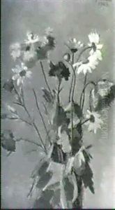 Nelken, Mohn Und Margeriten Nelken, Mohn Und Margeriten