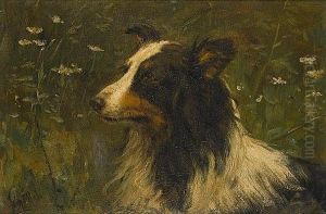 Portrait Of A Rough Collie
