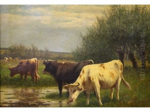 Cows Watering Cows Watering