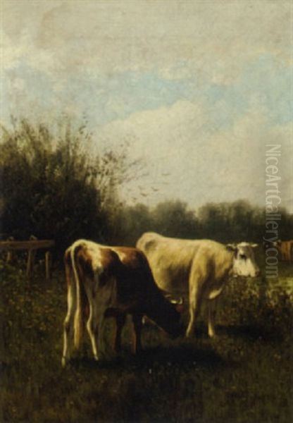 Cattle Grazing In Pasture - view 1