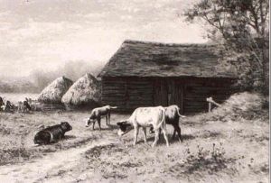 Cattle Watering [&] Calves Grazing Near A Barn