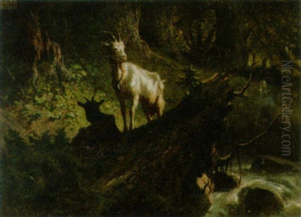 Wildes Waldstuck Mit Zwei Ziegen - view 1