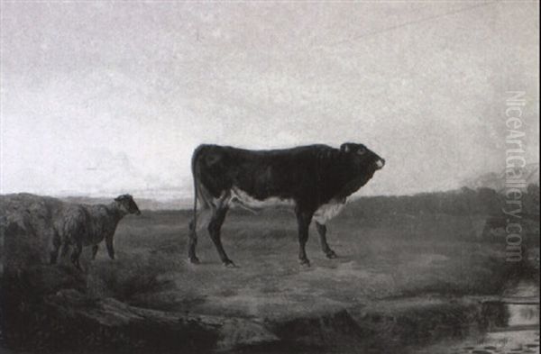 Stier Und Schaf Auf Der Weide - view 1