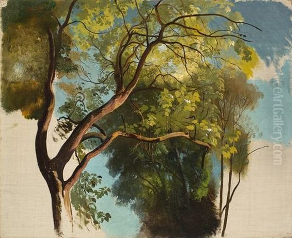 Tree Study From The Park Of Villa Carlotta - view 1