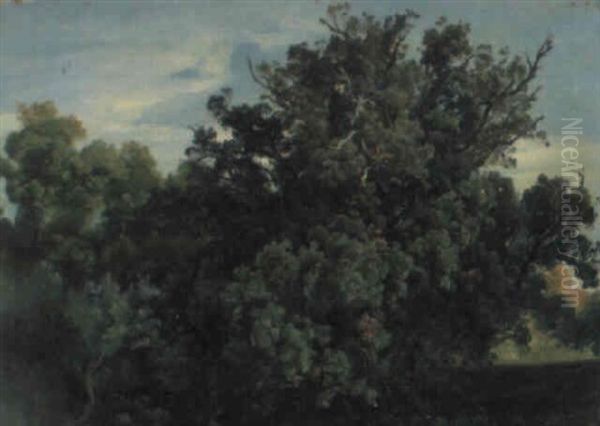 Waldinneres - view 1