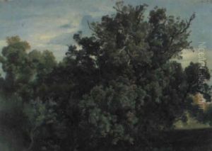 Waldinneres