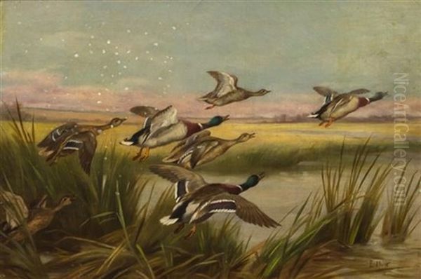 The Alarm Or Mallards - view 1