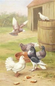 Doves In A Farmyard