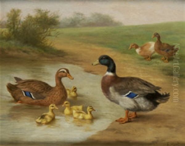 Ducks By A Pond - view 1