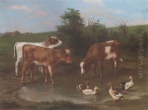 Calves And Ducks By A Pond