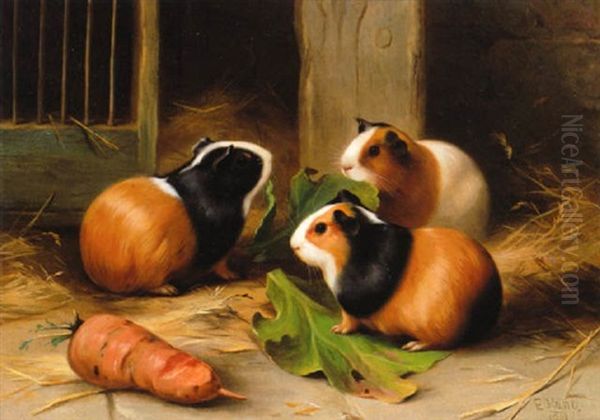 Three Guinea Pigs - view 1