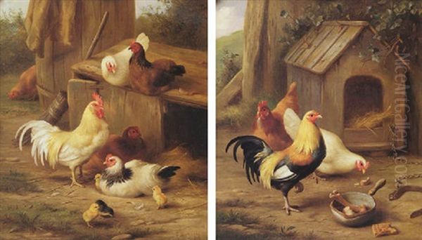 Chickens Feeding - view 1