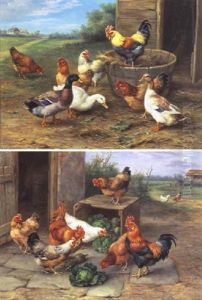 Chikens By A Barn