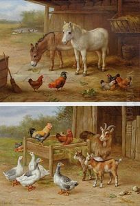 Ponies And Chickens In A Stable With Ducks Beyond