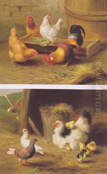 A Cockerell And Hens - view 1