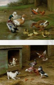 Chickens, Ducks And Ducklings Paddling