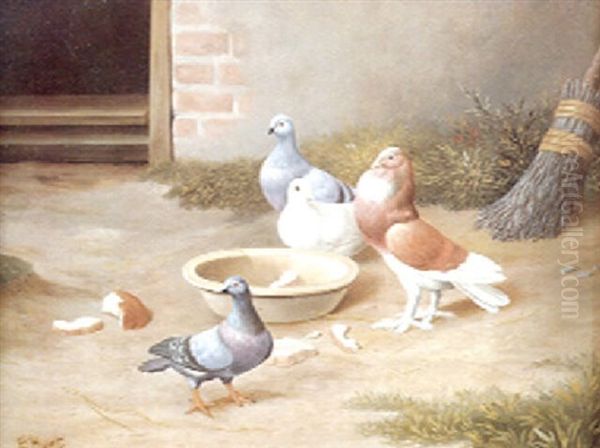 Pigeons Feeding - view 1