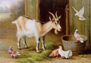Goat And Fantails Goat And Fantails