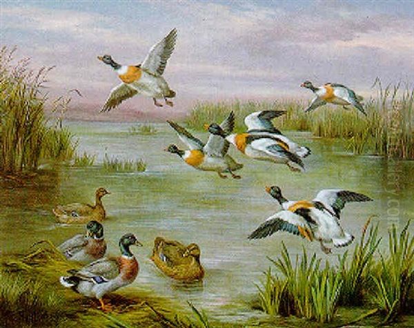 Shelduck And Mallard On A Reeded Bank - view 1