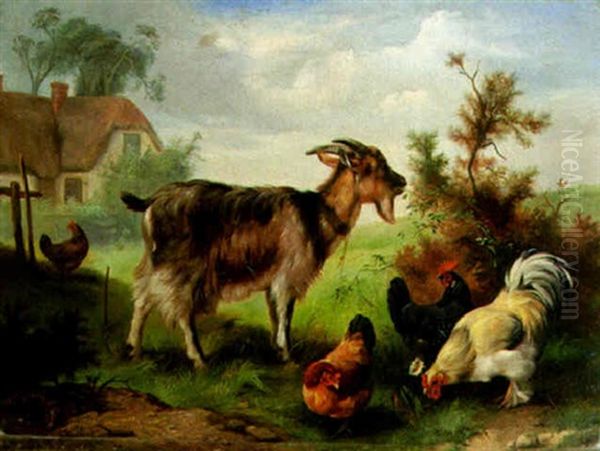 A Goat And Chickens Feeding - view 1
