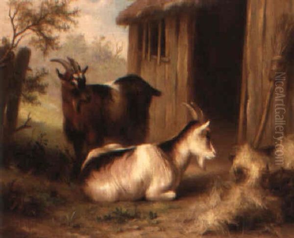 Goats - view 1