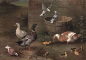 Ducks, Chicks And Pigeons In A Farmyard