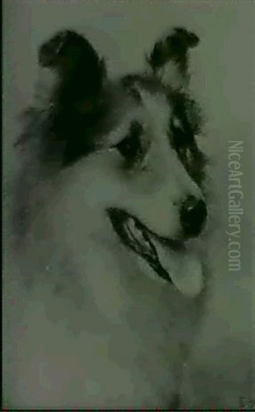 A Head Study Of A Collie - view 1