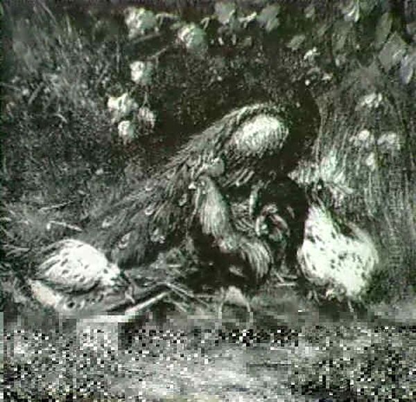 Barnyard Scene - view 1