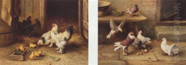 Chickens And Pigeons - view 1