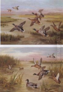 Mallards In Flight Mallards In Flight