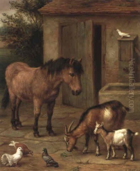 A Pony And Goats In A Farmyard - view 1
