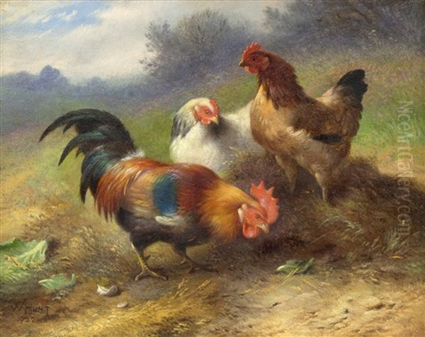 Chickens - view 1
