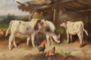 Calves Feeding At A Trough In A Stable Yard