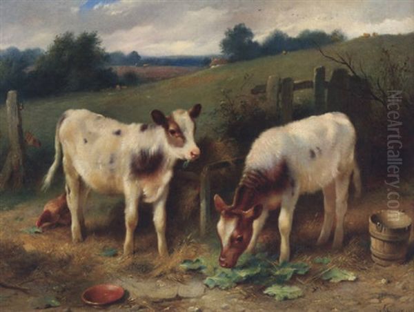 Calves At Feeding Time - view 1