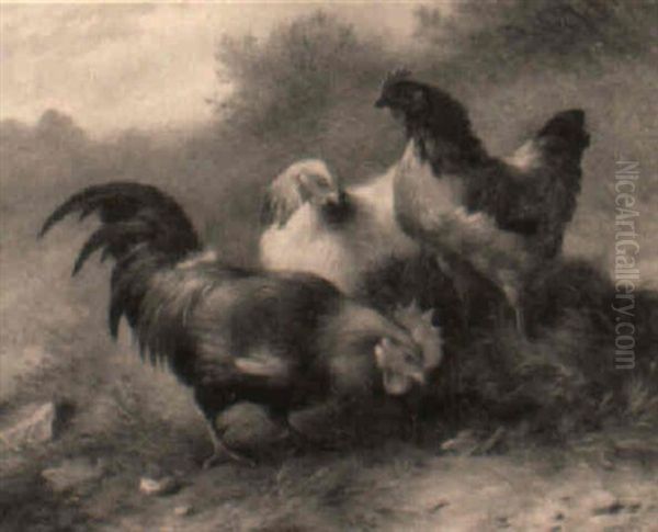 Hens With A Cockerel - view 1