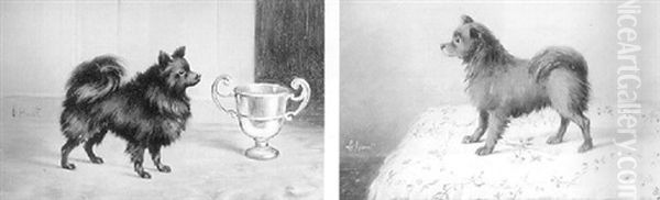 Champion Pomeranian - view 1