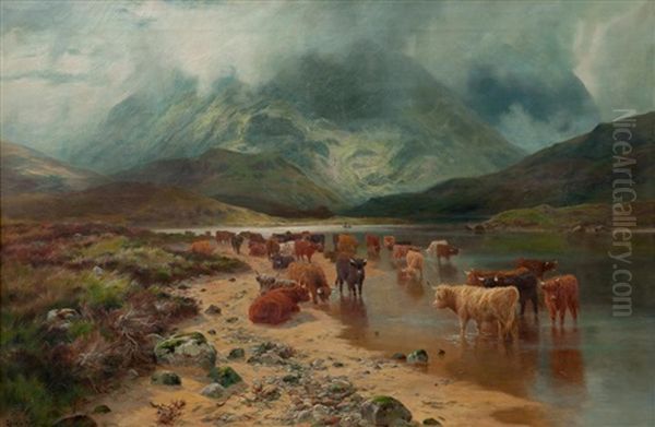 Cattle Watering In A Misty Highland Glen - view 1