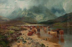 Cattle Watering In A Misty Highland Glen