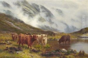 Cattle Watering In A Mountain Loch Cattle Watering In A Mountain Loch