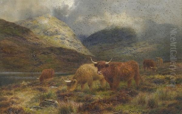 Highland Cattle, Lochgoilhead - view 1