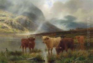 A Passing Shower - Highland Cattle