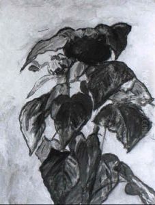 Sonnenblumen