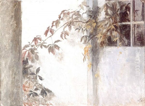 Voksende Vildvin Pa En Hvidkalket Vaeg. Parti Fra Liselund - view 1