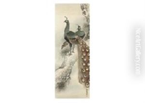 Pine And Peacock