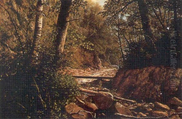 Forest Stream - view 1