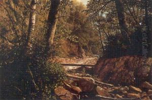 Forest Stream Forest Stream