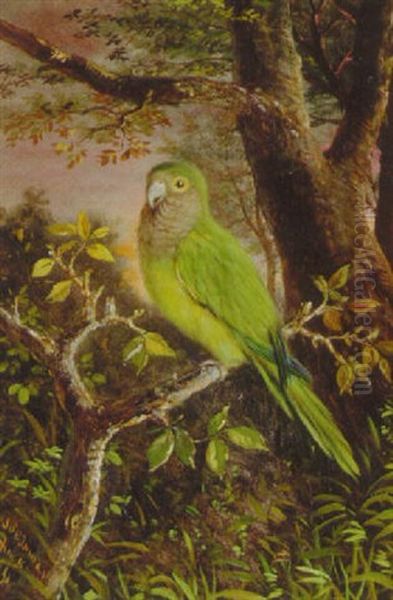 Parrot On A Branch - view 1