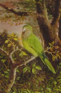 Parrot On A Branch Parrot On A Branch