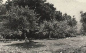 The Insley Orchard, Nanuet, New York by Albert Babb Insley
